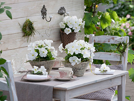 白色,矮牵牛花属植物,桌饰