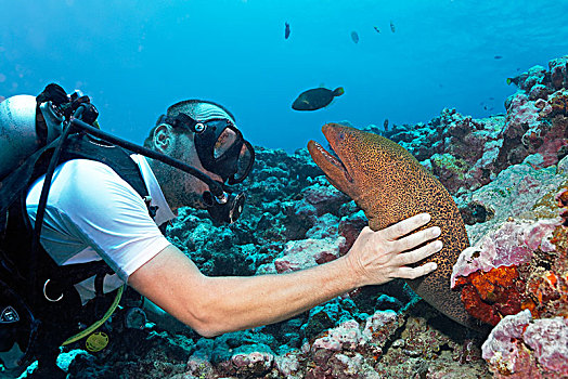 潜水,巨大,海鳗,裸胸鳝属,太平洋,茉莉亚岛,向风群岛,法属玻利尼西亚,大洋洲