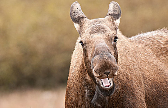 特写,母牛,驼鹿,笑,表情,楚加奇州立公园,阿拉斯加,秋天