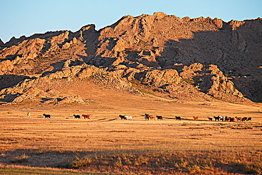 牧群,山羊,正面,岩石,中间,戈壁,蒙古,亚洲