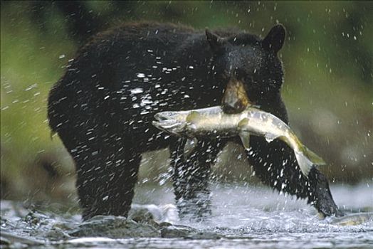 黑熊,美洲黑熊,抓住,三文鱼,溪流,弗雷德里克湾,阿拉斯加