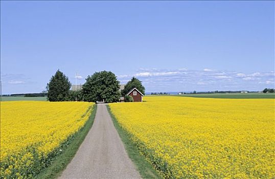 瑞典,东约特兰省,菜籽,地点,道路