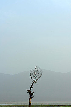 孤单,一棵树,远山,湖畔,草地