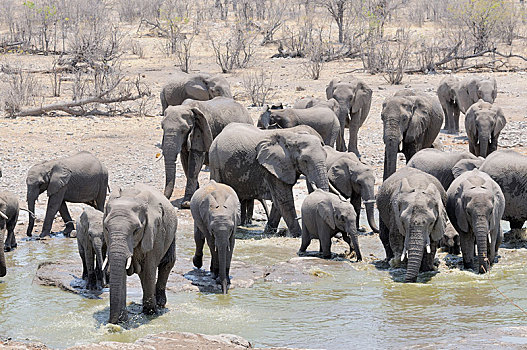 牧群,非洲,灌木,大象,非洲象,水坑,埃托沙国家公园,区域,纳米比亚