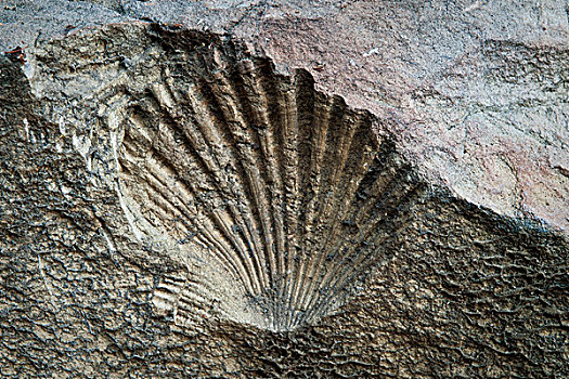 化石,壳,圣莫尼卡,山,加利福尼亚