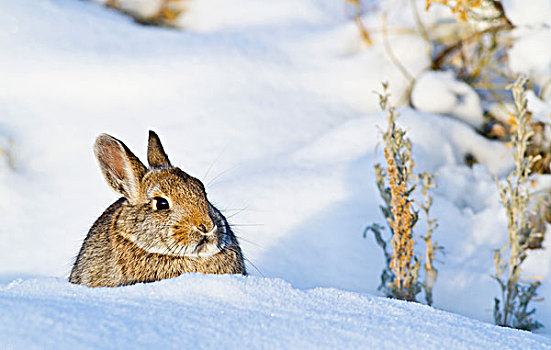 怀俄明,棉尾兔,兔子,坐,雪中,夜光