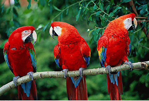 绿翅金刚鹦鹉,深红色,金刚鹦鹉,栖息,枝头