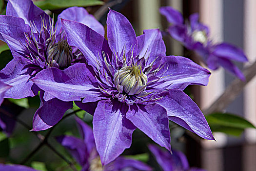 紫色,铁线莲,花