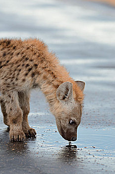 斑鬣狗,笑,鬣狗,幼兽,喝,雨水,路湿,克鲁格国家公园,南非,非洲