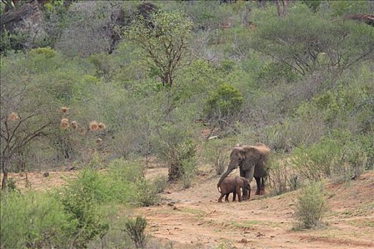 非洲象,查沃,大象,肯尼亚