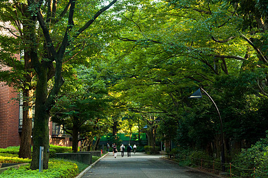 日本东京,上野公园,东京艺术大学,夏天黄昏夕阳下的公园林道