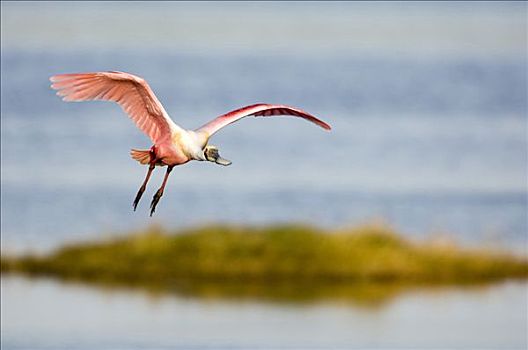 特写,粉红琵鹭,飞跃,水