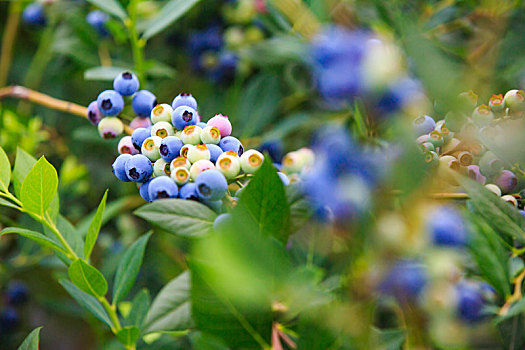 蓝莓,果实,果子,枝头,紫色,绿色,田园