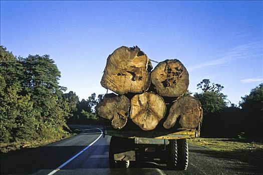 破坏,雨林,森林采伐,原木,运输,公路,哥斯达黎加,中美洲
