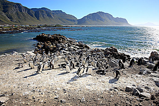 非洲企鹅,黑脚企鹅,生物群,石头,湾,西海角,南非,非洲