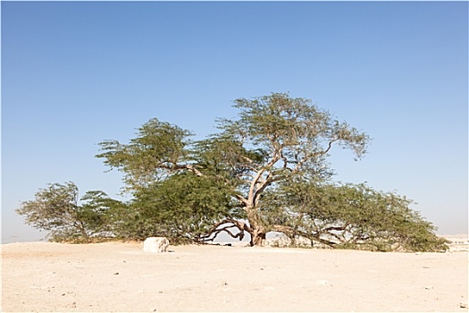 树,生活,巴林