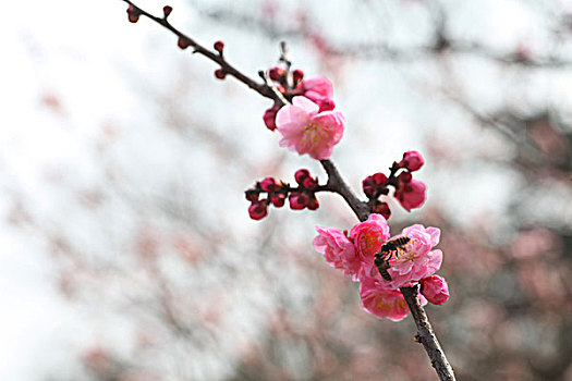 梅花,花朵,梅园,春天,报春