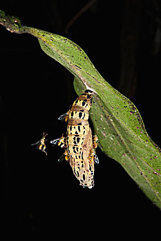 黄蜂,群,蝴蝶,蛹,生物多样性,车站,靠近,国家公园,亚马逊雨林,厄瓜多尔