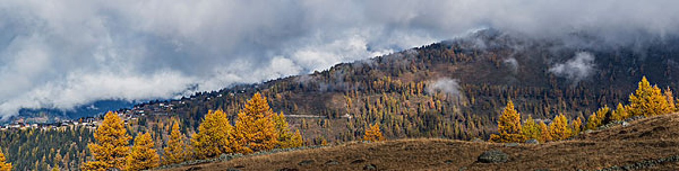 全景,图像,落叶松属植物,树林,阿尔卑斯山,瓦莱,瑞士