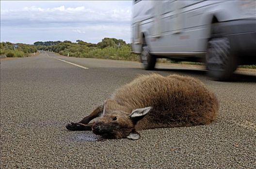 死,公路,南澳大利亚,澳大利亚