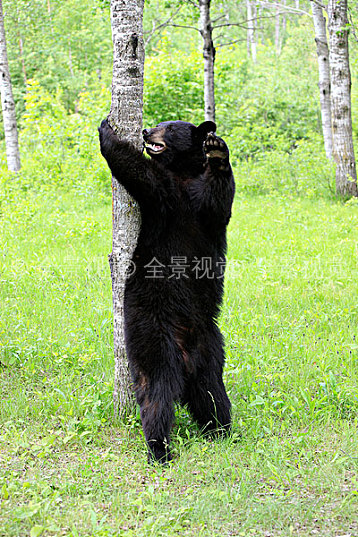 美洲_黑色_熊_成年_擦_背影_树_树林_明尼苏达_美国_北美_高清图片