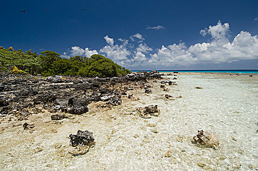 鸟岛,珊瑚,环礁,土阿莫土群岛,法属玻利尼西亚,太平洋