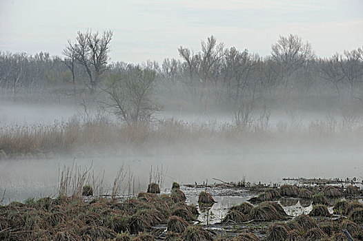 晨雾,多瑙河,湿地,国家公园,下奥地利州,奥地利,欧洲