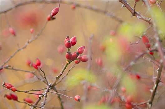 莱茵高地区,秋季