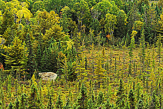 航拍,北方针叶林,阿尔冈金省立公园,安大略省,加拿大