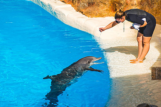 宽吻海豚,训兽员,海豚,展示,公园,波多黎各,特内里费岛,加纳利群岛,西班牙,欧洲