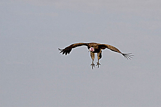 仰视,肉垂秃鹫,飞,空中,马赛马拉国家保护区,肯尼亚