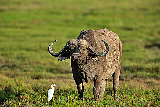 非洲水牛,南非水牛,沼泽,安伯塞利国家公园,肯尼亚,非洲