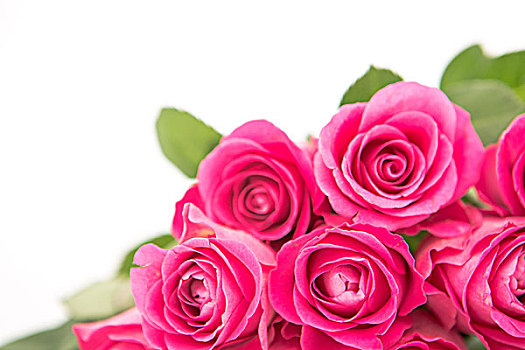 特写,花束,粉色,玫瑰,白色背景