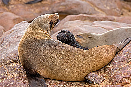毛海狮,女性,幼仔,卧,岩石上,生物群,克罗斯角,纳米比亚