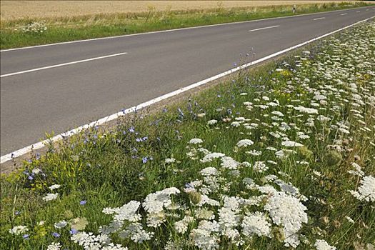 乡间小路,野花,莱茵兰普法尔茨州,德国
