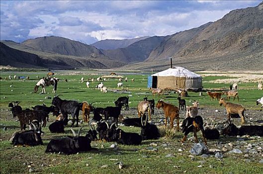 蒙古,斯佩尔特小麦,区域,蒙古包,山羊