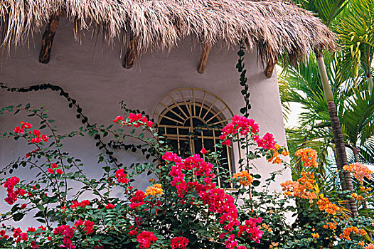 墨西哥,波多黎各,叶子花属,花,下面,茅草屋顶