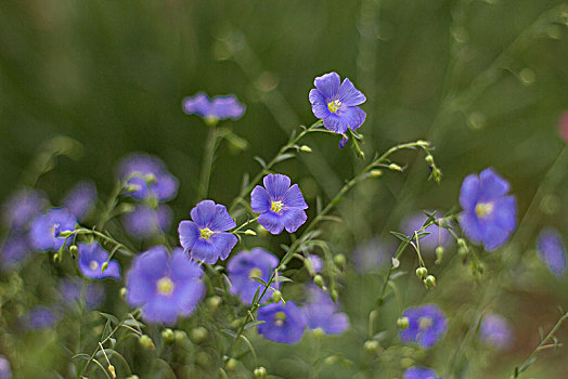 花草