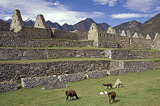 秘鲁,马丘比丘,美洲驼,遗址