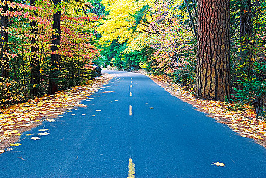 秋色,公园,道路,优胜美地山谷,优胜美地国家公园,加利福尼亚