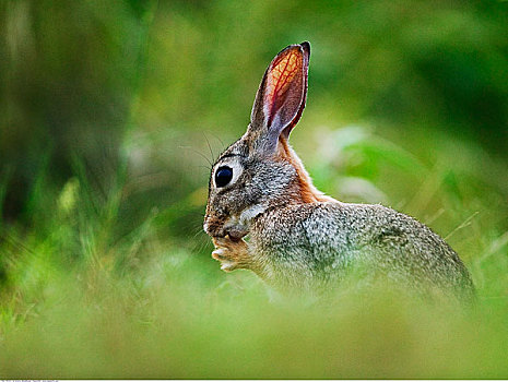 棉尾兔,兔子