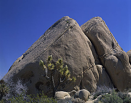 石头,排列,树,国家,公园,加利福尼亚,美国