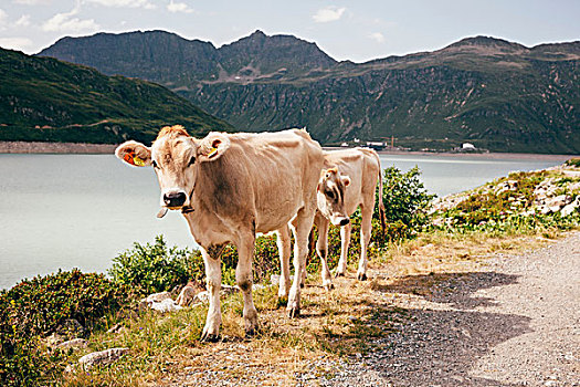 母牛,湖,山脉,看镜头,奥地利