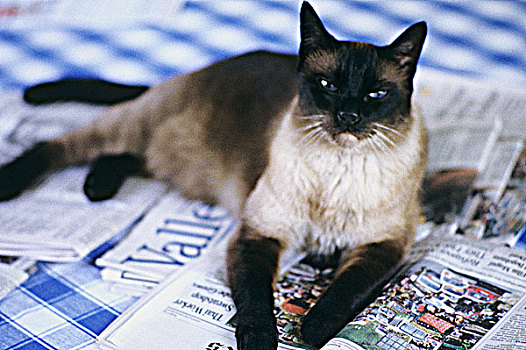 猫,躺着,报纸