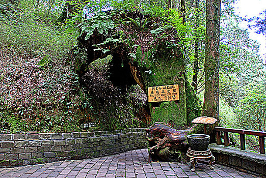 台湾阿里山国家森林游乐区中的福德万古树,海拔米