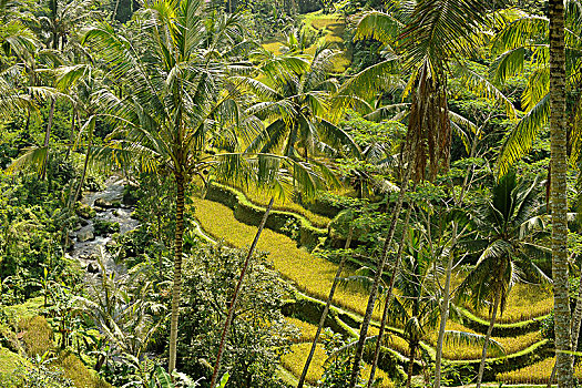 印度尼西亚,巴厘岛,场所,围绕,漂亮,稻田,稻米梯田,椰树,河