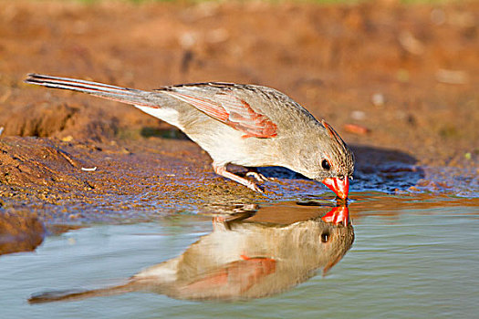 主红雀,雌性,水边,德克萨斯,美国