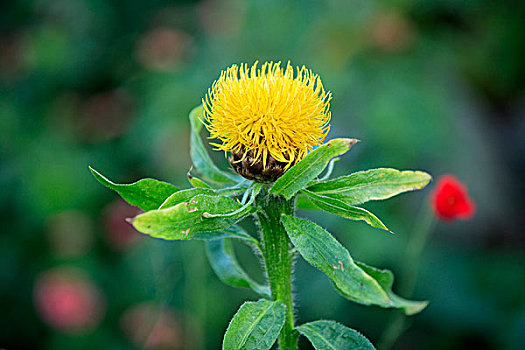 黑矢车菊,矢车菊,花,德国,欧洲