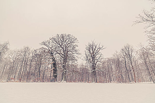 树,冬季风景,雪