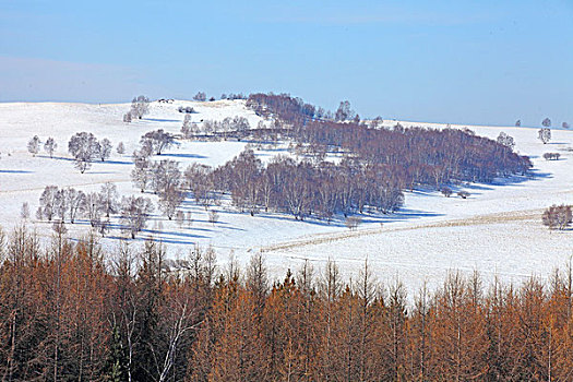 承德,坝上,草原,雪景,冬天,寒冷,树林,白桦树,落叶松,防护林,原野,宽阔,开阔,白色,阳光,冷清,安静,寂寞,睡梦